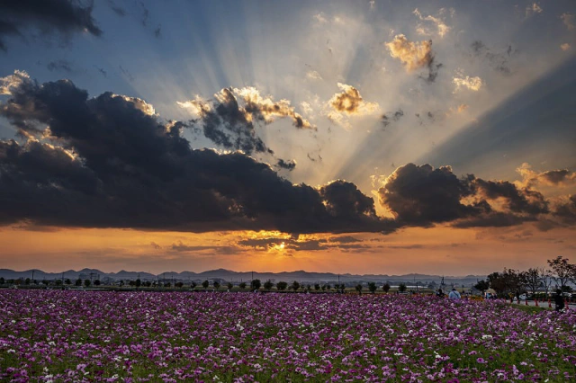 コスモス畑夕照