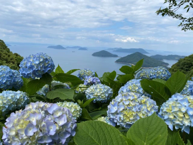 6月の花